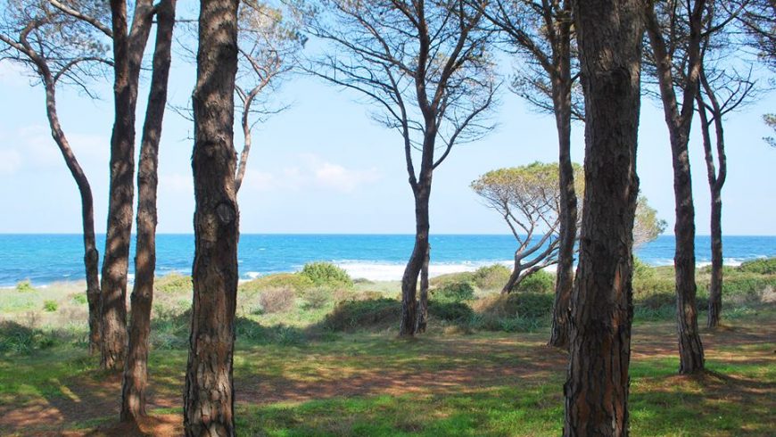 Tree-lined area with sea in the distance at the Tepilora natural park