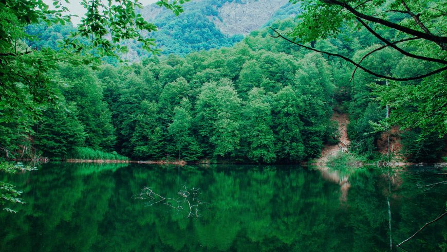 pine forest