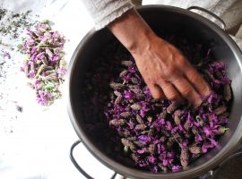 Lavender essential oil extraction
