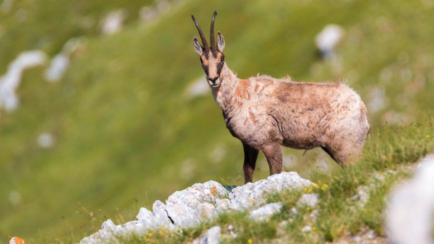 Picture of the Apennine chamois