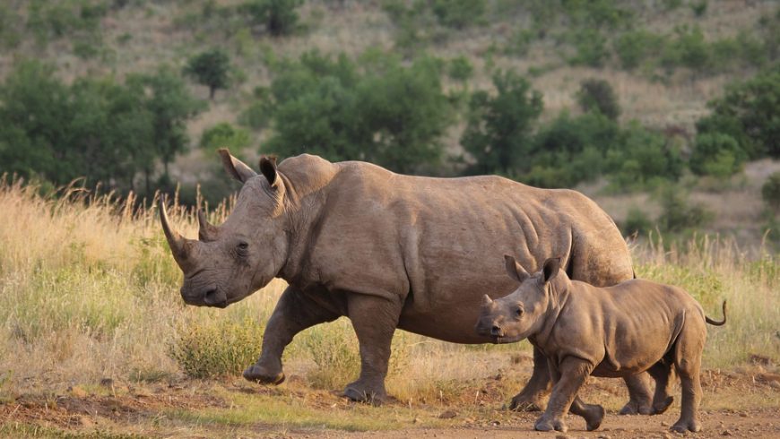 White rhino, one of the animal species extinct in the last hundred years