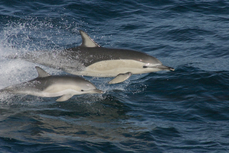 dolphin