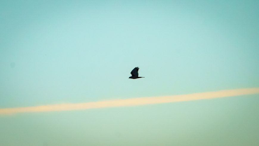 marsh harrier