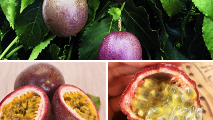 Passion fruit. Azores local food.