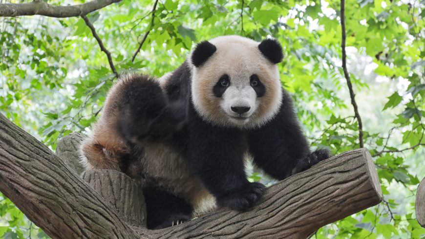 A 5 steps guide to prevent animal extinction - Ecobnb A 5 steps guide to prevent animal extinction - Ecobnb