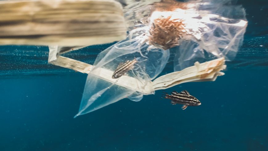 endangered animals trapped by plastic waste in the sea