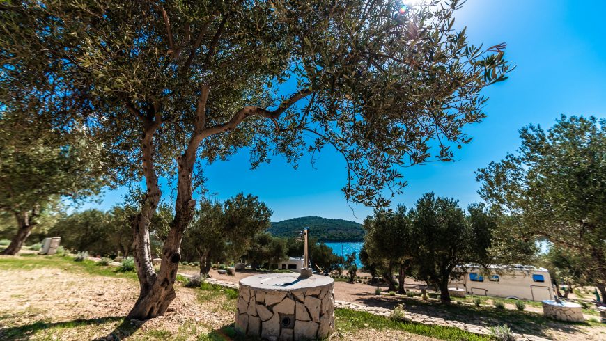 Olive grove in Dalmatia