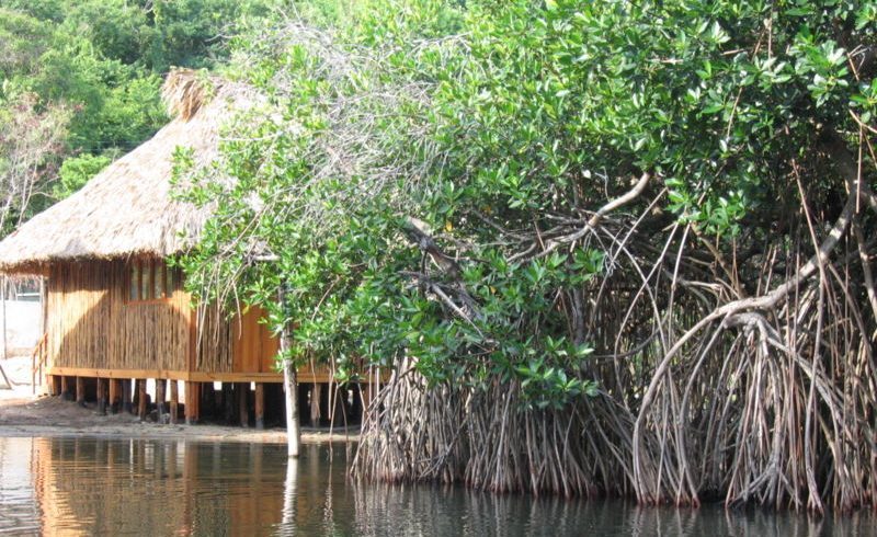 mangroves, Chacahua