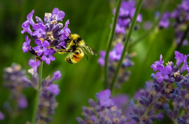 A bee on a purple flower
