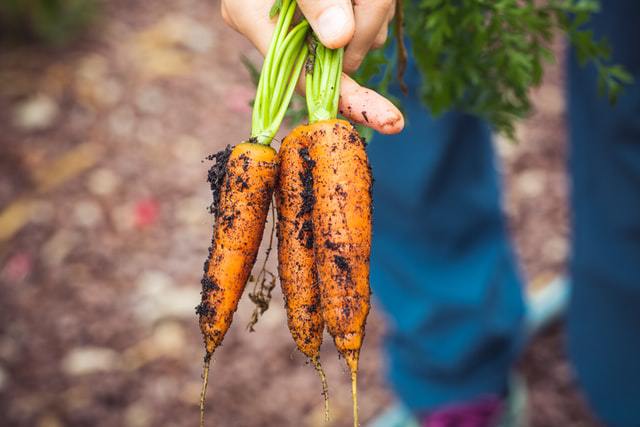 A person holding three freshly harvested carrots