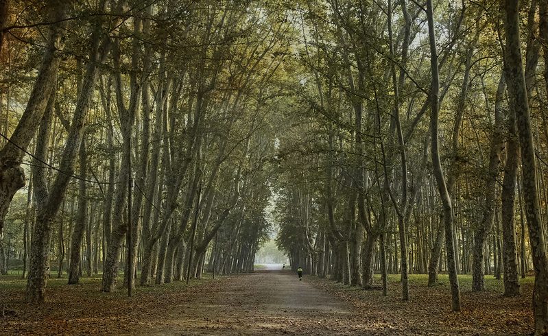 Park of Devesa