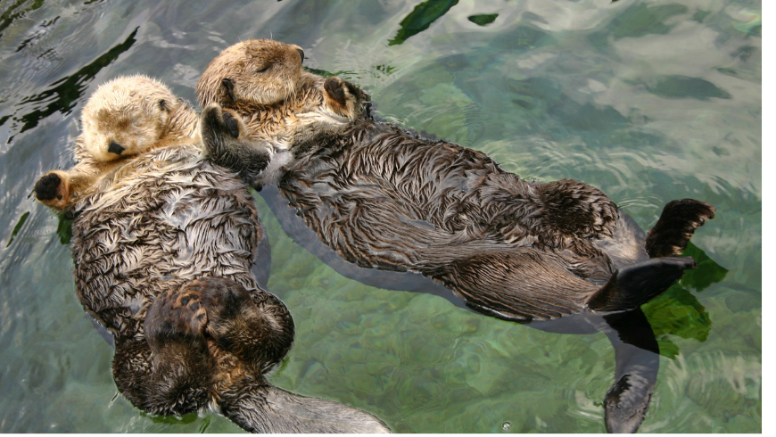 Otters