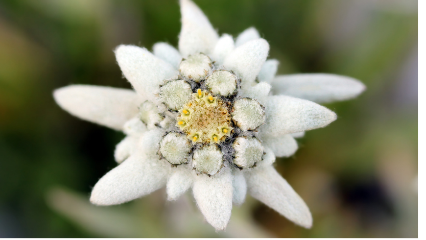 edelweiss in Belluno Dolomites National Park