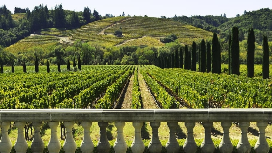 montepulciano green vineyards