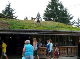 Goat on the green market roof