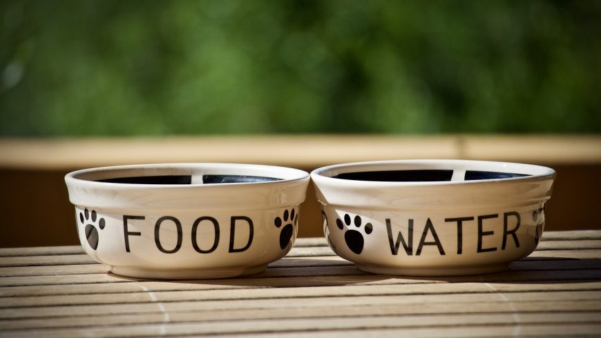 eco-friendly dog bowls