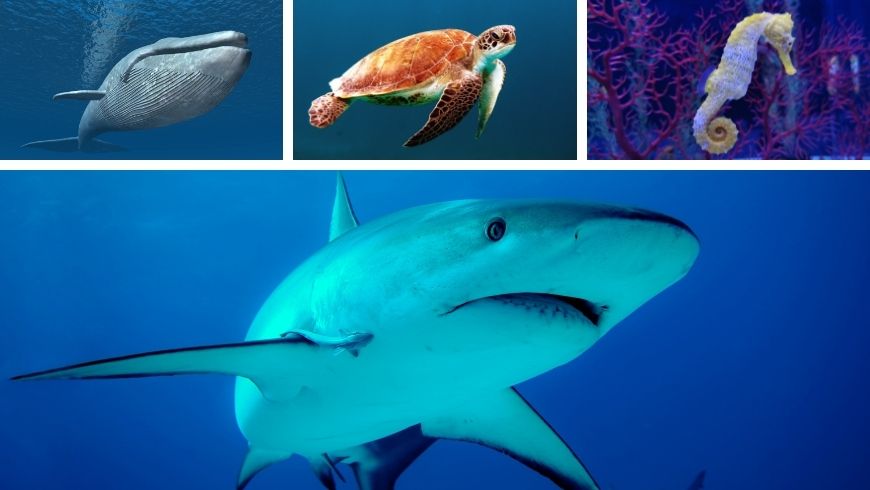 Endangered marine animal species