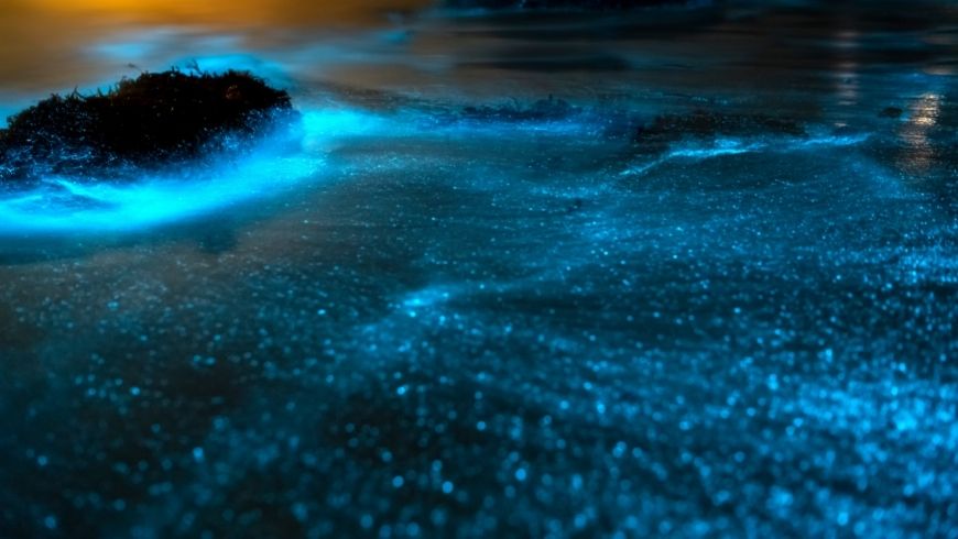 Cobalt blue - Bioluminescence