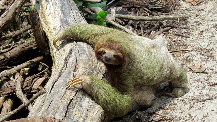 wild animal in Costarica
