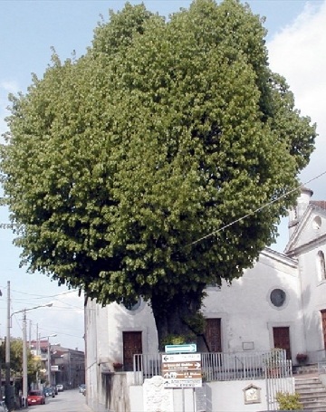Lime-tree of Casola