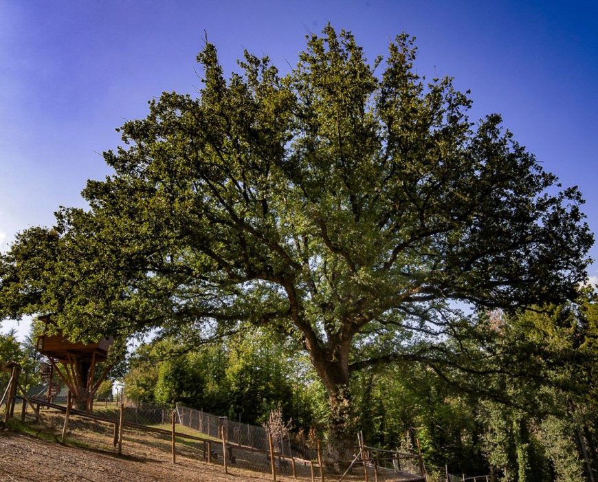Monumental Oak Tenuta Bocchineri - Calabria