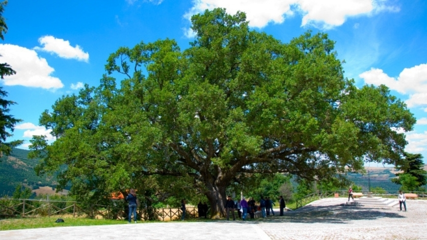 The Oak of San Vito