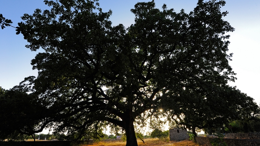 The Vallonea Oak - Monumental Trees