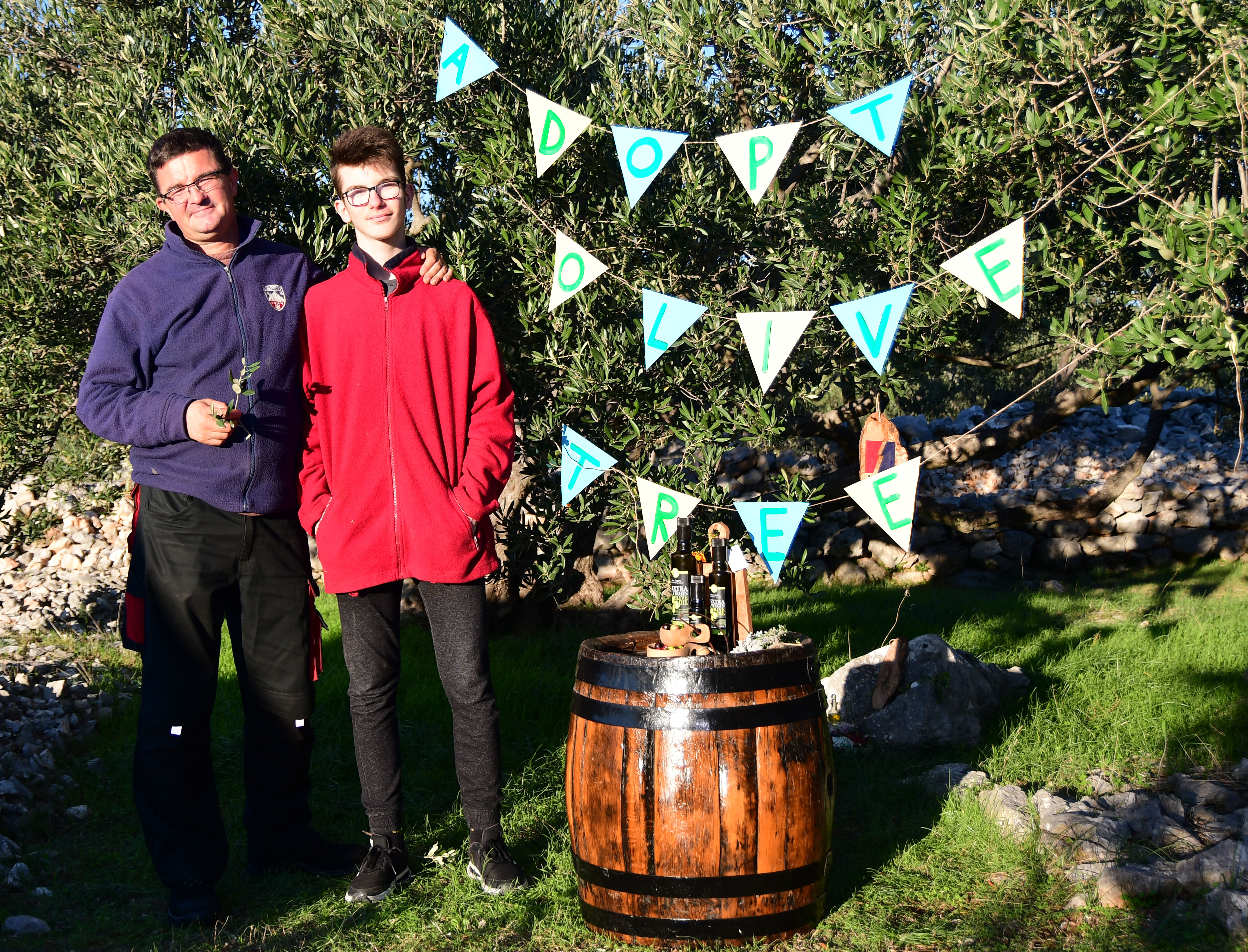 Adopt olive tree in Dalmatia