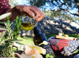 Adopt an olive tree in Dalmatia