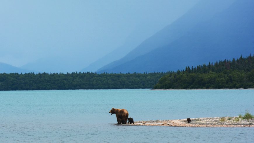 A mother bear teaches her cubs to swim on the edge of Naknek Lake, in Alaska’s Katmai National Park.