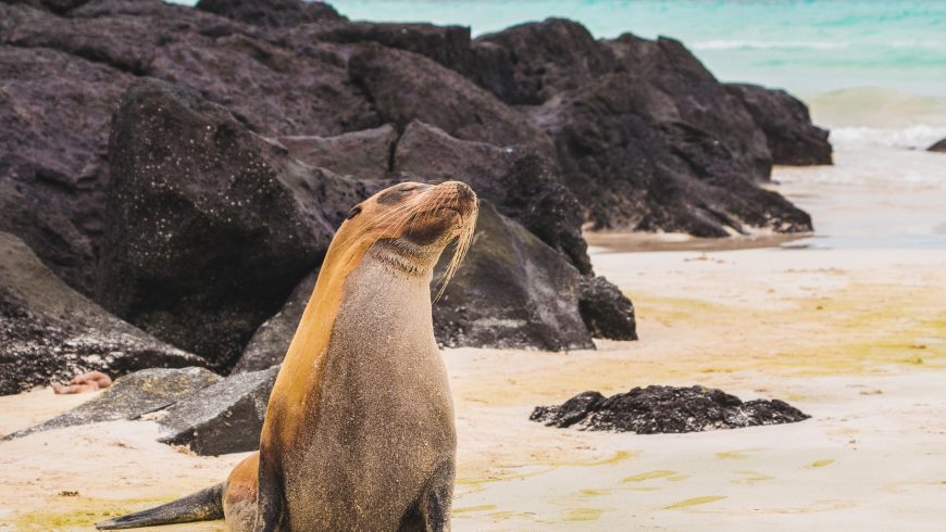 The Galapagos Islands are home to a large variety of animal species