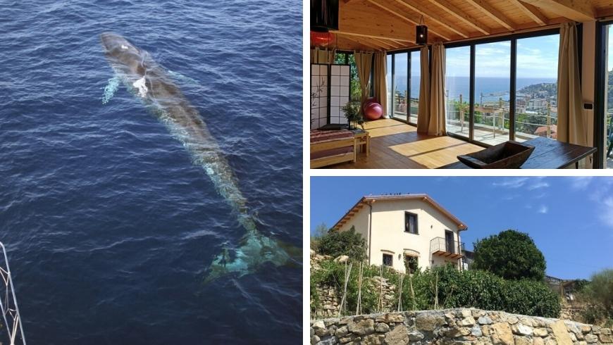 seeing dolphins on vacation at Agrilunassa Eco Guesthouse Cottage, Liguria