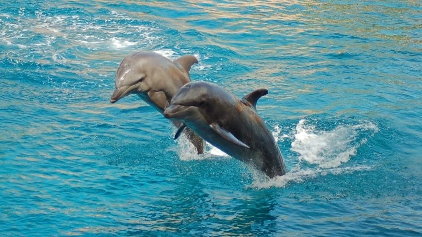 two dolphins jumping out of the water