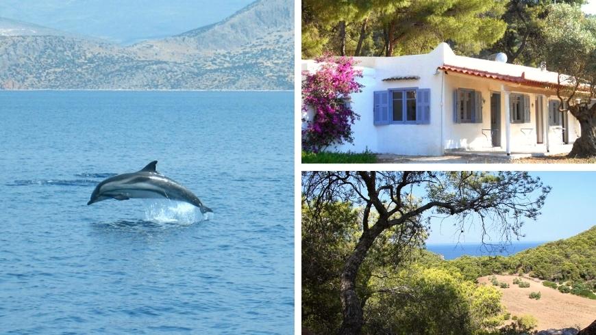 seeing dolphins on vacation from the organic farmhouse by the sea