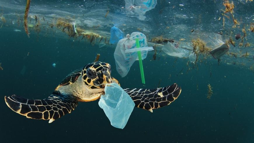turtle swimming between plastic