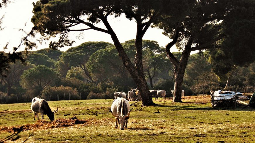 uccellina natural park