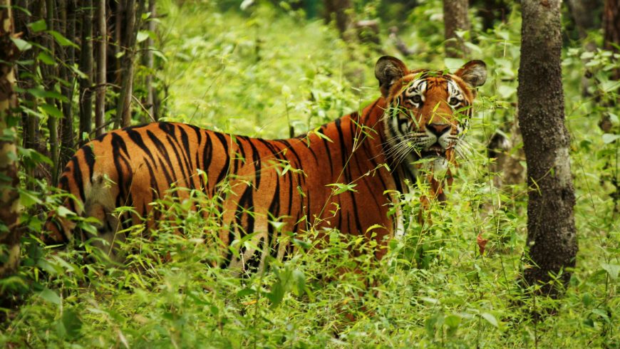 Countries ideal for ecotourism: Bengal tiger among the plants