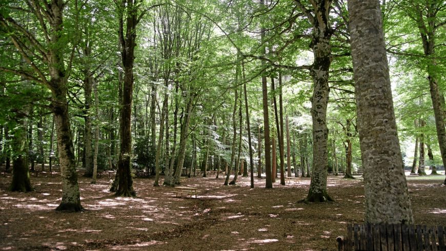 umbra forest