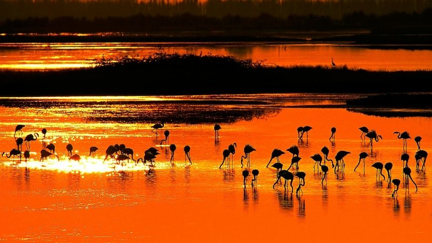 Pink flamingos on the Po Delta, a green destination to discover by sailboat