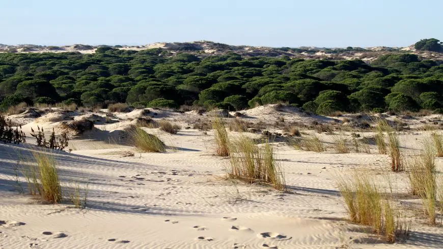 Picture of Doñana National Park