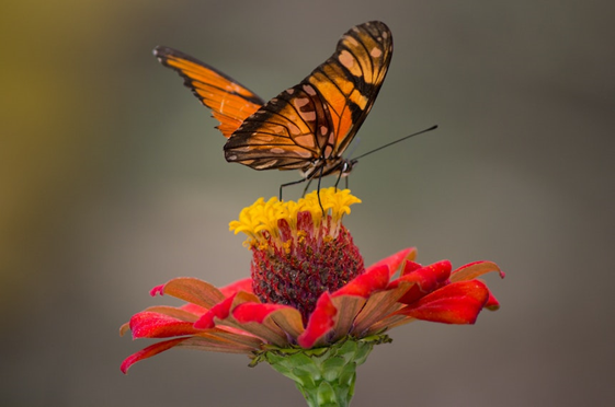 Farfalla appoggiata su un fiore