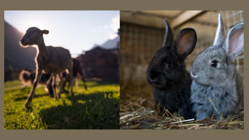 rabbits and sheeps you can find when visiting the farm at Plan de la Tour