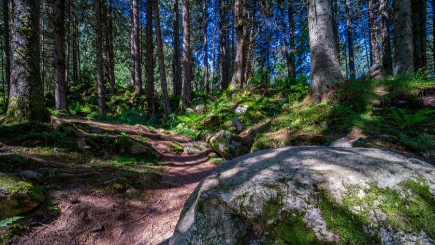 Green Forest