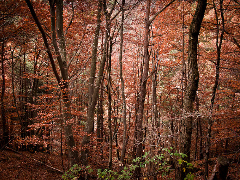The surreal beech forest that heralds the arrival of the Woods Lake Santo, Parma. Photo by Andrea Ciambra via Flickr