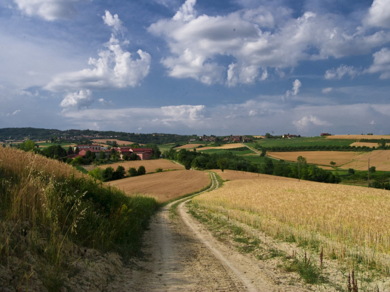 hills covered by yellow corn and a farm