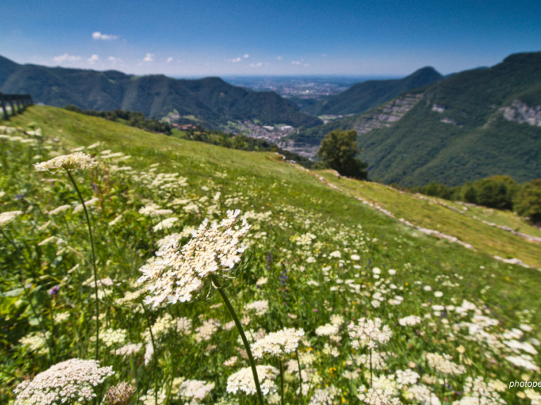 grass with white flowers,  mountains on the background