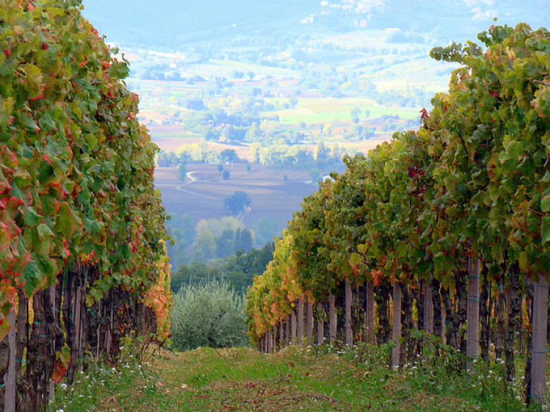 Vineyards of Montefalco, which produce the delicious wine Sagrentino, photo by la fattina via Flickr