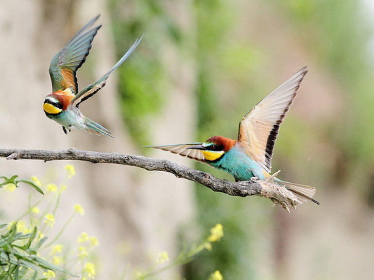 Two bee eater