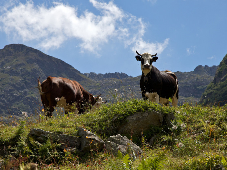 mountains and two cows eating grass