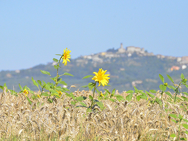 wheat fields with sunflowers. on the back a hill with a village